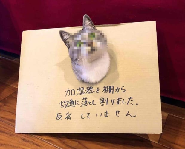 まったく反省してませんね･･･(笑) 加湿器を割ったニャンコのドヤ顔が面白い！