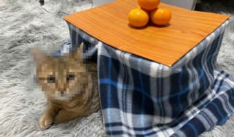 気に入ってずーっと中に入ってぬくぬくしとる…猫専用のコタツに入る愛猫が可愛すぎる！