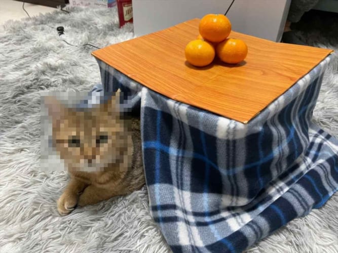 気に入ってずーっと中に入ってぬくぬくしとる…猫専用のコタツに入る愛猫が可愛すぎる！