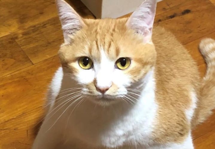 ごはんをおねだりするポーズが、まるで“武士”みたいでカッコイイと話題に！