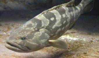 高級魚「クエ」とはどんな魚?ハタとは違う魚なの?