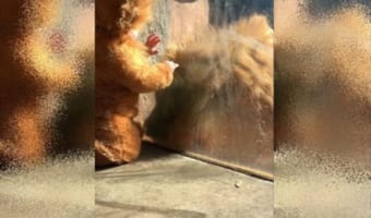 「この子って、もしかしてうちの子?」ライオンが着ぐるみタイプのベビー服を着た赤ちゃんに興味津々