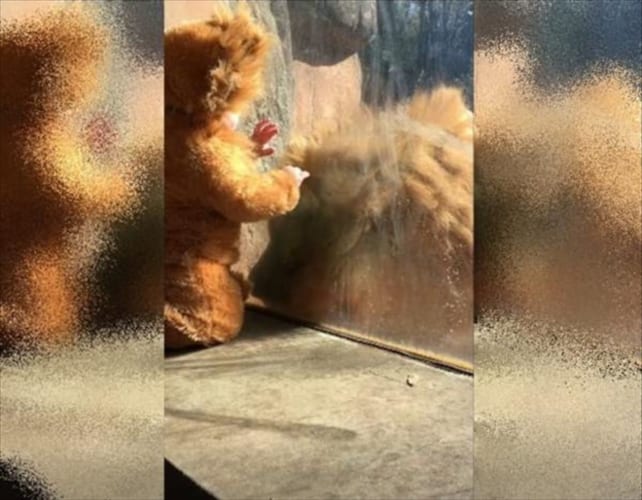 「この子って、もしかしてうちの子？」ライオンが着ぐるみタイプのベビー服を着た赤ちゃんに興味津々