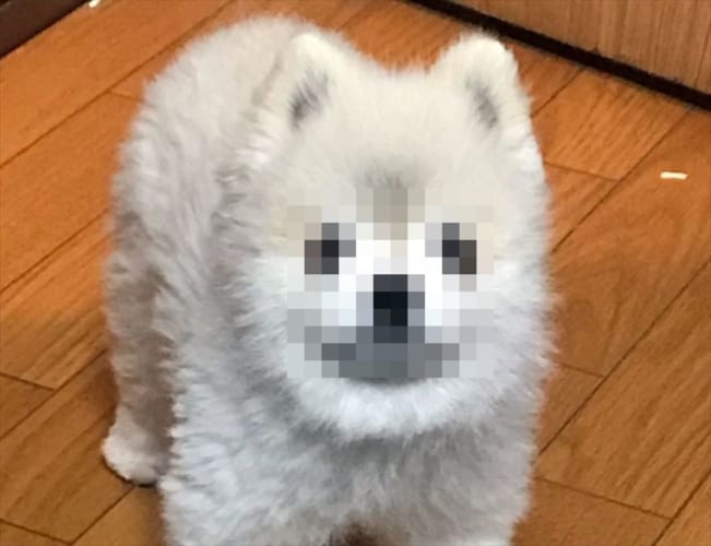 フテ顔がたまらない(笑) 飼い主への不満をあらわにしているポメラニアンが可愛すぎる！