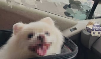 動物病院に連れていかれると思って震えていたワンコが、とびっきりの笑顔を見せた理由とは!?