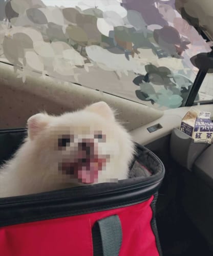 動物病院に連れていかれると思って震えていたワンコが、とびっきりの笑顔を見せた理由とは！？