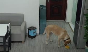 飼い主が見てないうちに冷蔵庫からアイスを取り出し、証拠の隠滅も完璧なワンコ(笑)