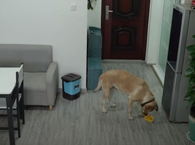 飼い主が見てないうちに冷蔵庫からアイスを取り出し、証拠の隠滅も完璧なワンコ(笑)