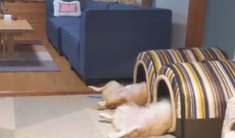 「へそ天」ポーズで爆睡するコーギーの兄妹がMRI検査中のよう(笑) 横でキョトンとするニャンコも必見！