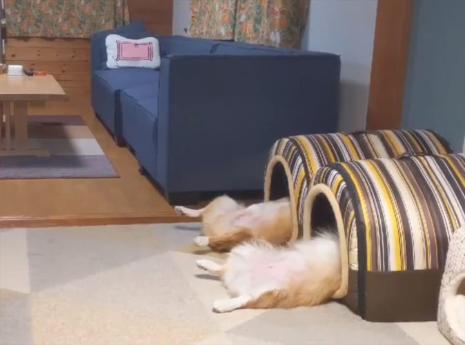 「へそ天」ポーズで爆睡するコーギーの兄妹がMRI検査中のよう(笑) 横でキョトンとするニャンコも必見！