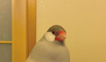 溶けて一体化しようとしてる？！文鳥の足下がなんだかスゴいことになっていた・・・！！