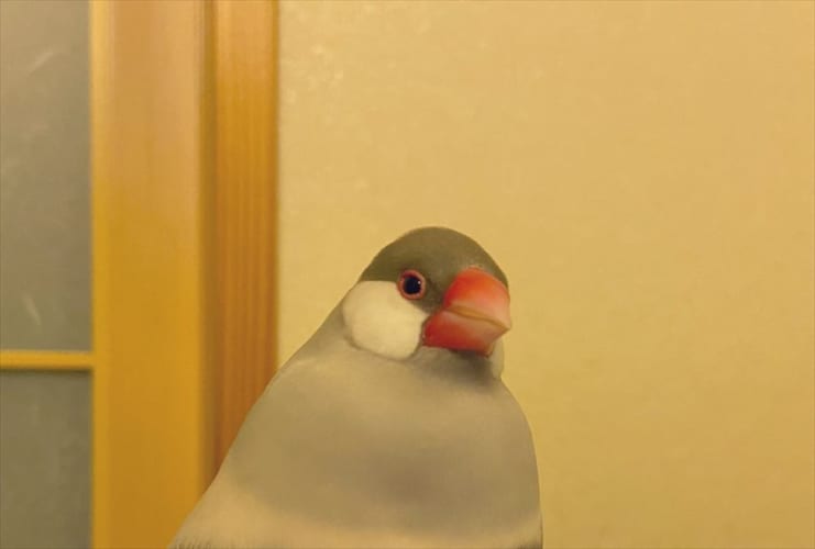 溶けて一体化しようとしてる？！文鳥の足下がなんだかスゴいことになっていた・・・！！