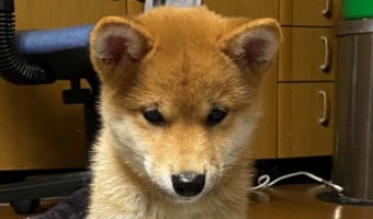 【過去のかわいい記事】キミ！座り方おかしくない？ 俺の知っている犬の座り方と違うけど可愛いから許す！
