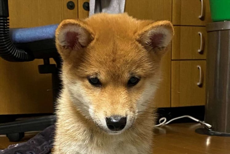【過去のかわいい記事】キミ！座り方おかしくない？ 俺の知っている犬の座り方と違うけど可愛いから許す！