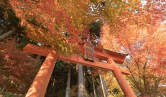 まるでジブリの世界を彷彿とさせる秋の光景が話題に!トロッコ列車と紅葉のコラボも必見!