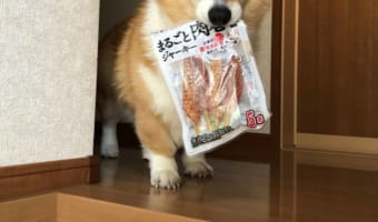 コレすごい美味しかったから、また食べたいワン!と訴えるワンコの目が可愛すぎる(笑)