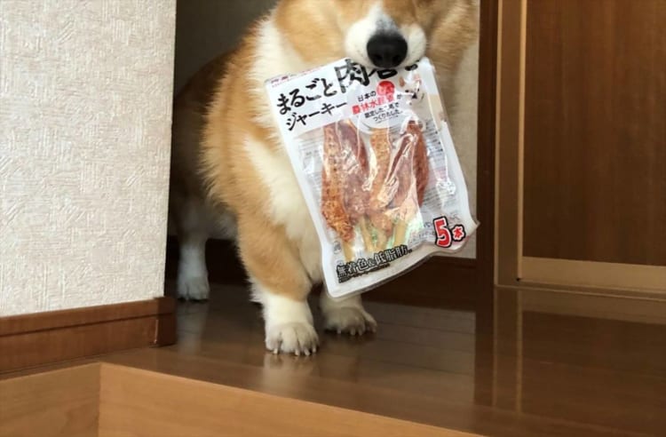 コレすごい美味しかったから、また食べたいワン！と訴えるワンコの目が可愛すぎる(笑)