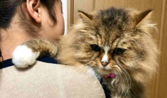 飼い主さんに甘える毛がボフボフのニャンコ。体を見たらデカすぎてビックリした(笑)