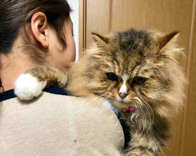 飼い主さんに甘える毛がボフボフのニャンコ。体を見たらデカすぎてビックリした(笑)