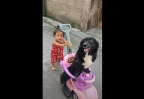 可愛いの最強コンビにほっこり(笑) 1歳の女の子がワンコをオモチャの車に乗せてお散歩