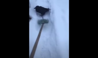 人間の子供と同じ(笑) 積もった雪の中、モップに乗って楽しそうに遊ぶカラスが可愛いらしい