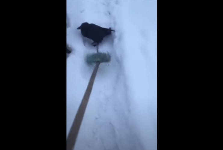 人間の子供と同じ(笑) 積もった雪の中、モップに乗って楽しそうに遊ぶカラスが可愛いらしい