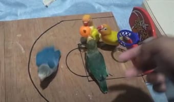 小鳥たちがバスケの試合！？どんなものかと見てみたら･･･本格的すぎて驚いた(笑)