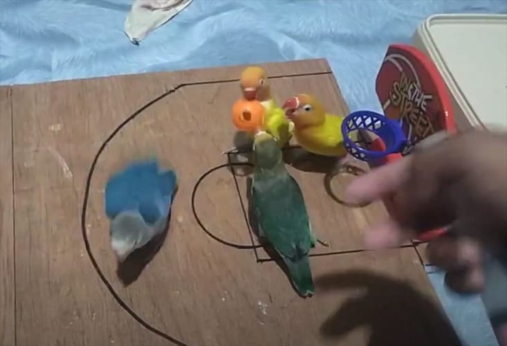 小鳥たちがバスケの試合！？どんなものかと見てみたら･･･本格的すぎて驚いた(笑)