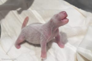 ジャイアントパンダの⾚ちゃんが11月22日「いい夫婦の⽇」に誕⽣！祝福の声があふれる