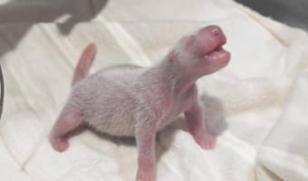 ジャイアントパンダの⾚ちゃんが11月22日「いい夫婦の⽇」に誕⽣!祝福の声があふれる