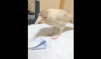 美しくもあり可愛らしくもある・・・洗濯物を畳んでくれる“白いカラス”が賢いと話題に!
