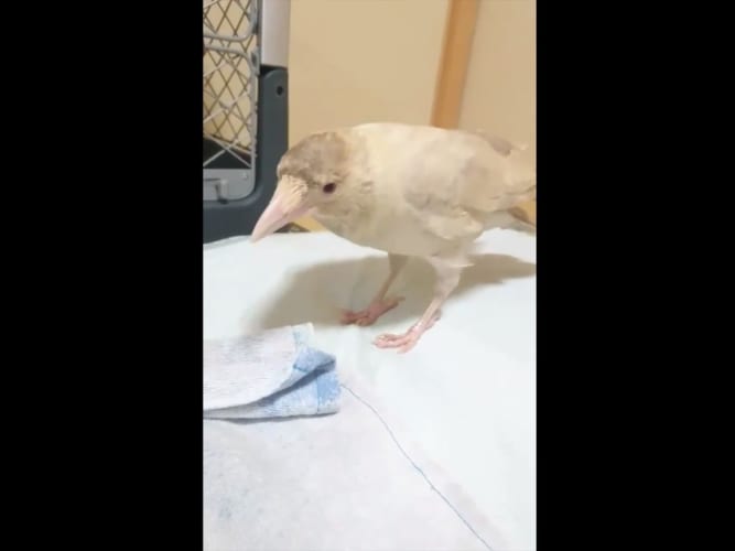 美しくもあり可愛らしくもある･･･洗濯物を畳んでくれる“白いカラス”が賢いと話題に！