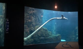 どの写真も失敗しすぎ(笑) 謎の生物も登場！？ハッシュタグ「#全日本失敗写真協会」の投稿が面白い！