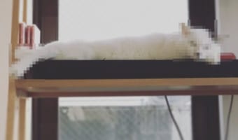 揚げる前ですね・・・(笑) まるでエビフライのようになってしまったニャンコが話題に!