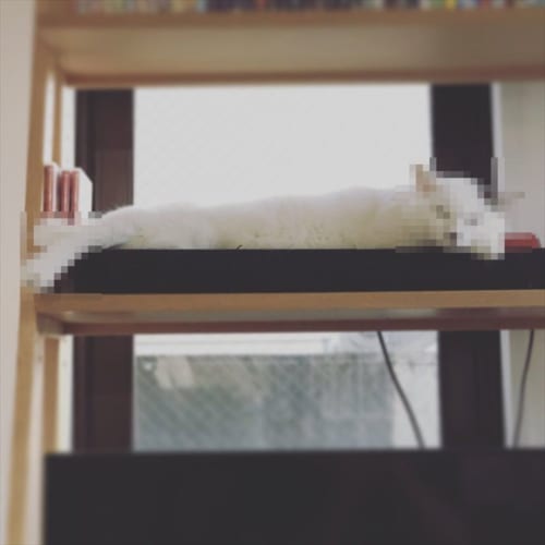 揚げる前ですね･･･(笑) まるでエビフライのようになってしまったニャンコが話題に！