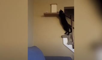 ニャンコが棚に華麗に飛び乗るのかと思いきや、目も当てられない衝撃的な結末に！