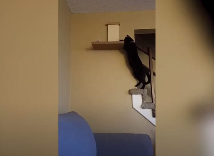 ニャンコが棚に華麗に飛び乗るのかと思いきや、目も当てられない衝撃的な結末に！