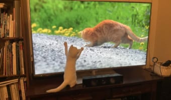 さすがは猫好きのレジェンドが登場する番組!人間だけでなく猫も魅了する「世界ネコ歩き」の凄さが分かる1枚