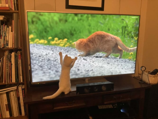 さすがは猫好きのレジェンドが登場する番組！人間だけでなく猫も魅了する「世界ネコ歩き」の凄さが分かる1枚