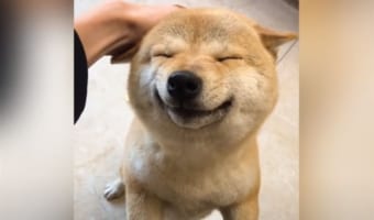 柴犬の笑顔はプライスレス！ただただ柴犬の笑顔に癒される動画が話題に！