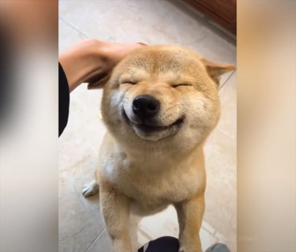 柴犬の笑顔はプライスレス！ただただ柴犬の笑顔に癒される動画が話題に！