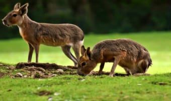 動物の「マーラ」、細く長い脚は小鹿のようだけど、実はネズミの一種