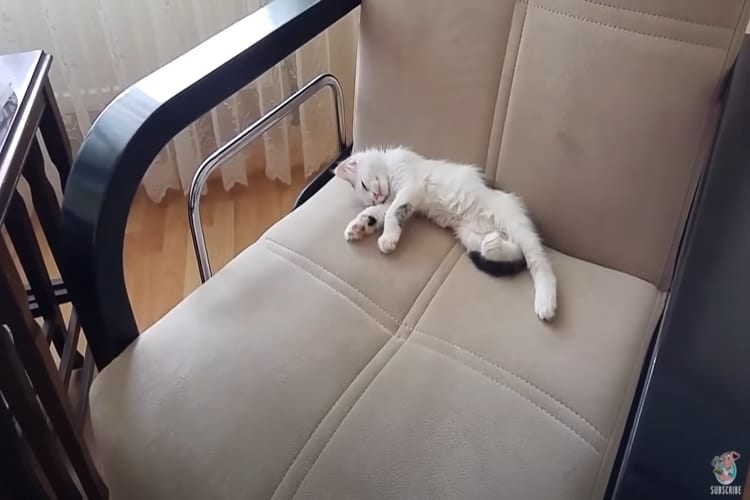 「睡眠欲より食欲！」子猫のカワイイ寝顔～起床後0秒での食事風景が衝撃的！