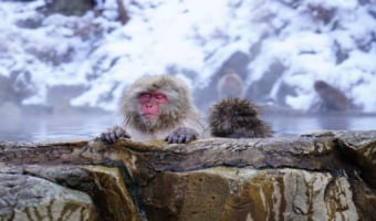 温泉のマークは「♨」だけかと思いきや他にもある？！この「♨」の歴史は江戸時代までさかのぼる！！