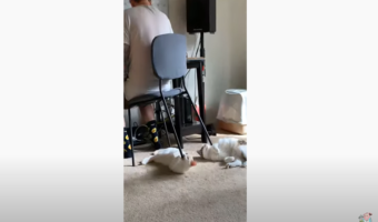 不可解行動がカワイイ！猫のせいで椅子の足を下せない飼い主が話題に