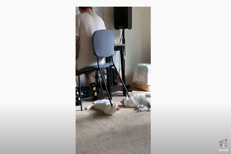 不可解行動がカワイイ！猫のせいで椅子の足を下せない飼い主が話題に