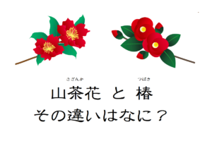 そっくりな花「山茶花」と「椿」、その違いは？それぞれの花言葉はなに？