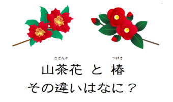 そっくりな花「山茶花」と「椿」、その違いは?それぞれの花言葉はなに?