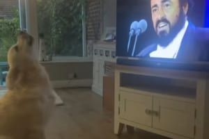 【動画】テレビの前でワォォォン♪オペラが大好きすぎて一緒に歌っちゃうワンコが可愛い！