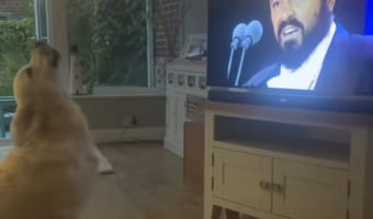 【動画】テレビの前でワォォォン♪オペラが大好きすぎて一緒に歌っちゃうワンコが可愛い!